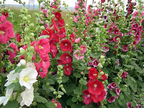 Hollyhocks - Appropedia, the sustainability wiki