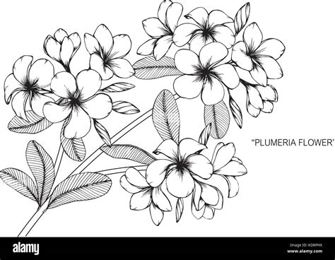 Plumeria flower drawing illustration. Black and white with line art ...