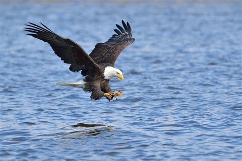 Bald eagle catching fish. | Bald eagle, Catching fish, Eagle