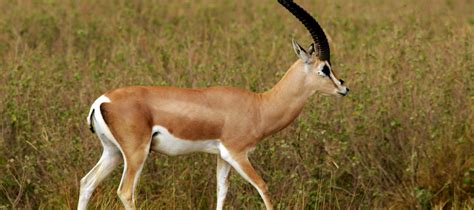 The High Jumping Grant's Gazelle | Critter Science