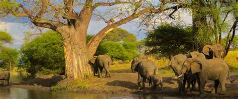 Arusha National Park | Face Of Africa Adventure