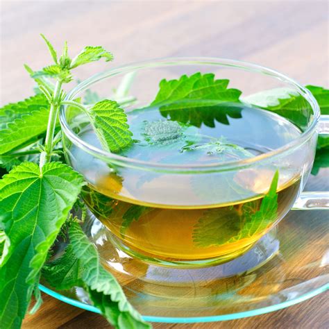 Buy Stinging Nettle Leaf Tea: benefits, How to Make, Side effects ...