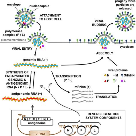 (PDF) Efficient and Robust Paramyxoviridae Reverse Genetics Systems