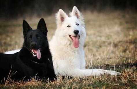 The White German Shepherd Dog | German Shepherd Country