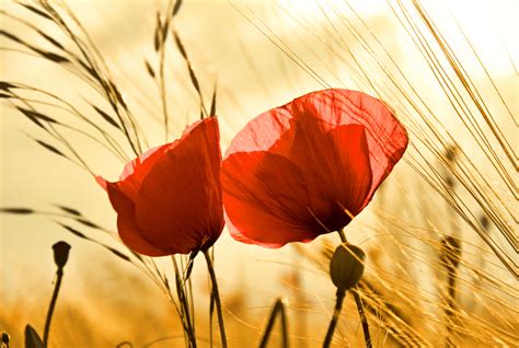 Download Nature Poppy 4k Ultra HD Wallpaper