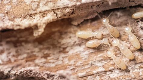 7 Signs Of Termites In Your Walls – Forbes Home