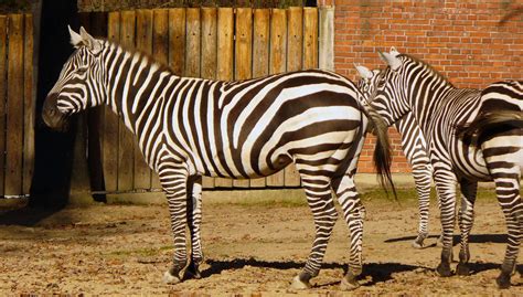 Free Image: Zebras in Zoo | Libreshot Free Stock Photos