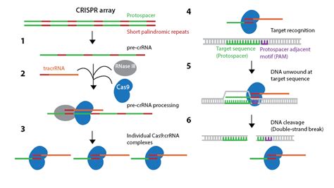 Addgene: CRISPR History and Development for Genome Engineering