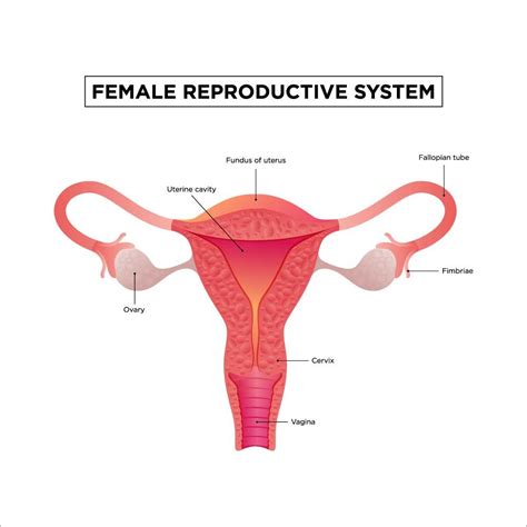 What is the Fundus in Pregnancy?