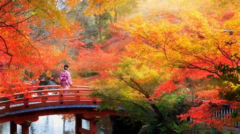 画像をダウンロード japan momiji season 803291-Japan momiji season - Saesipapictrev