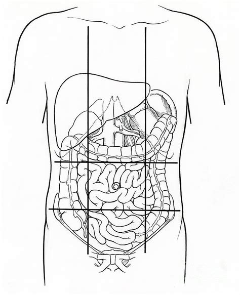 EMS - The Nine Abdominal Regions Diagram | Quizlet