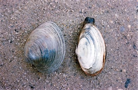 Clam | Anatomy, Types, Habitat, Mollusk, Bivalve & Marine Life | Britannica