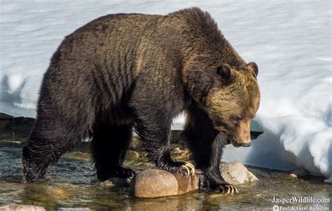 Grizzly Bear - Jasper Wildlife Tours