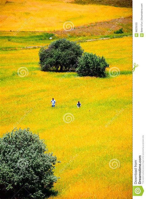 Landscape of country editorial stock photo. Image of meadow - 96276153