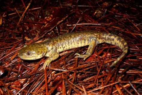 Salamanders in Arizona - SnakeTracks.com