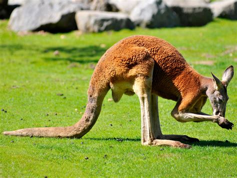 The amazing five-legged kangaroo | Science | AAAS