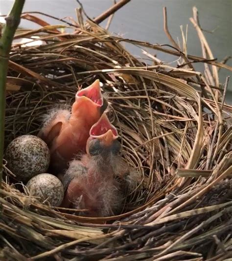 How to Recognize Northern Cardinal Eggs - Birds and Blooms