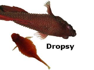 Betta Fish Disease: Dropsy ~ Nice Betta