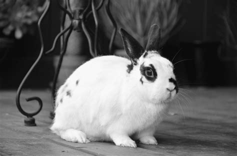 The English Spot Rabbit - Top Facts & Guide