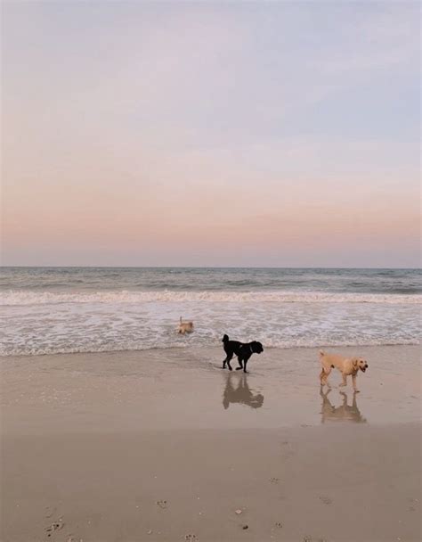 Pin on ꜱᴇᴀꜱᴏɴꜱ | Dog beach, Pretty dogs, Cute animals