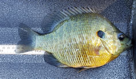 Redbreast Sunfish Vs Bluegill