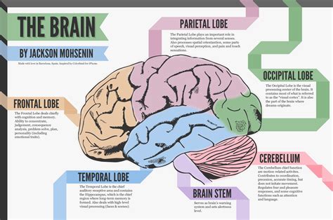 A Look at the Brain | Visual.ly | Brain diagram, Human brain, Brain ...