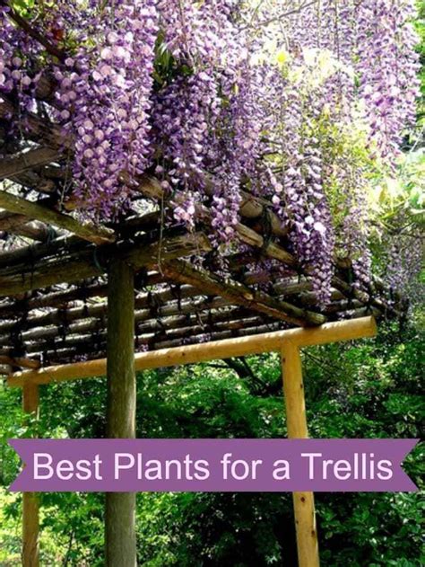 7 best Passionfruit trellis images on Pinterest | Vegetable garden ...