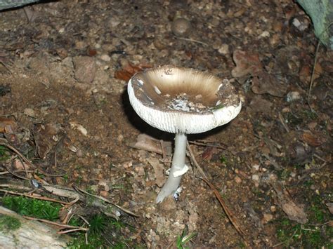 Amanita Pantherina ? id request ... - Mushroom Hunting and ...