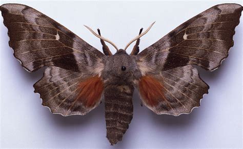 Sphinx Moths, Family Sphingidae