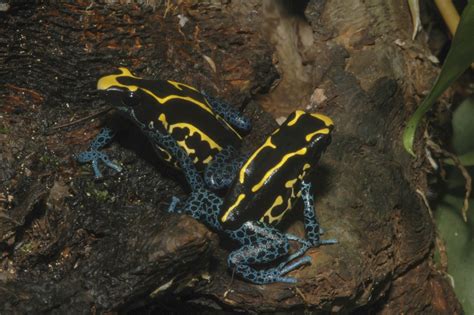 Dendrobates tinctorius - Frogs & Co