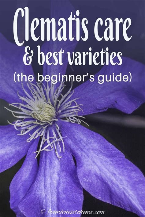 Clematis Vine Care: Planting, Growing and Pruning Tips | Clematis care ...