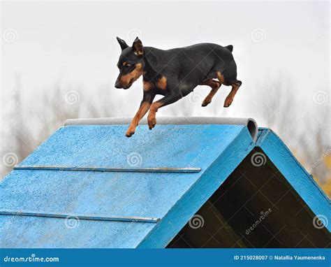 Miniature Pinscher on Agility Stock Image - Image of game, miniature ...