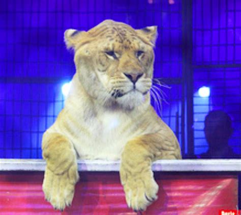 Are Ligers Being Intentionally Bred?