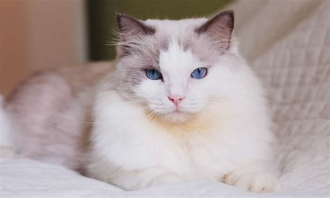 Lilac Ragdoll vs Blue Ragdoll: What Are the Differences? - AZ Animals