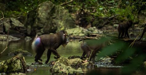 Lopé National Park in Gabon - Journeys by Design