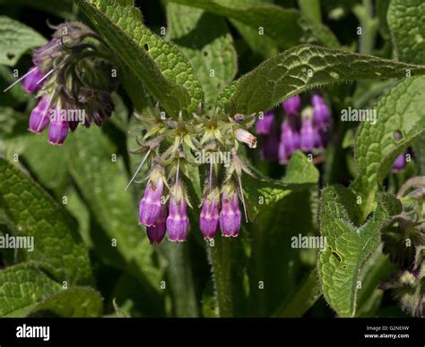 Flowers of Symphytum officinale Stock Photo - Alamy