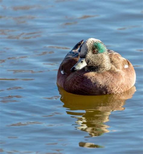 1,100+ American Wigeon Duck Photos Stock Photos, Pictures & Royalty ...