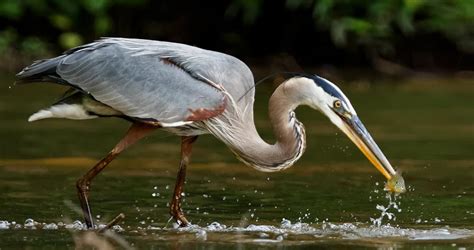 Great Blue Heron Identification, All About Birds, Cornell Lab of ...