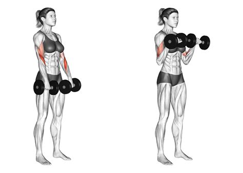 Reverse Curls vs Hammer Curls: Which is Best for the Biceps? - Inspire US