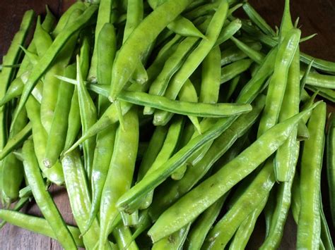 Indian Cluster Bean Guar Bean Gum Bean Cyamopsis