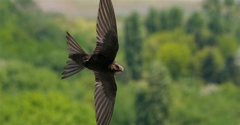 Swift Bird Facts (Apus apus) | Birdfact