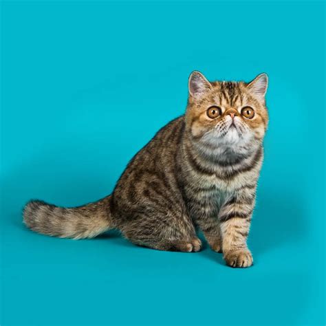 Exotic Shorthair Cat Breed: Size, Appearance & Personality