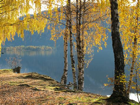 Birch Trees in autumn colors in Southern Norway | GRID-Arendal