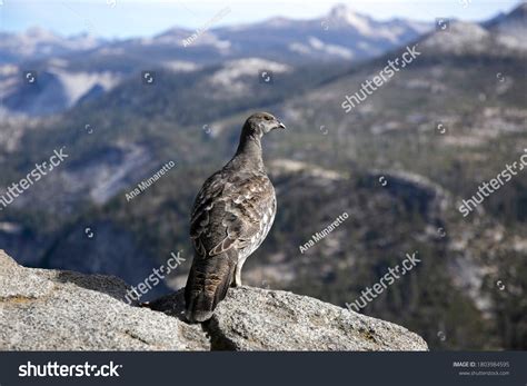 2,263 Blue grouse Images, Stock Photos & Vectors | Shutterstock