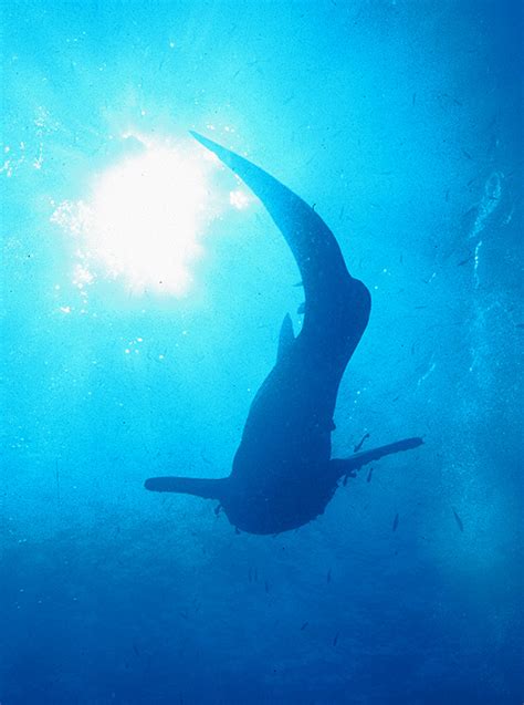 Whale Shark Silhouette - Diving in Phuket Thailand