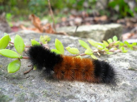 What is that fuzzy black caterpillar? - AgriLife Today