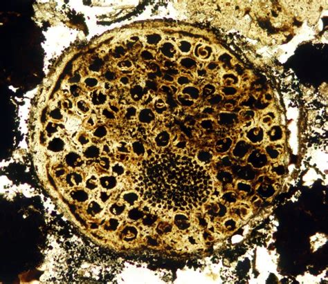 Fossil of ancient multicellular life sets evolutionary timeline back 60 ...