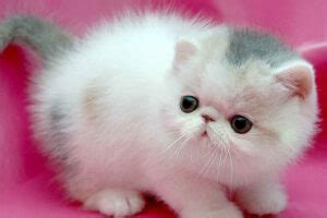 Top 10 Smallest Cat Breeds In the World - Depth World