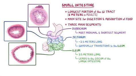 Small intestine histology: Video, Anatomy & Definition | Osmosis