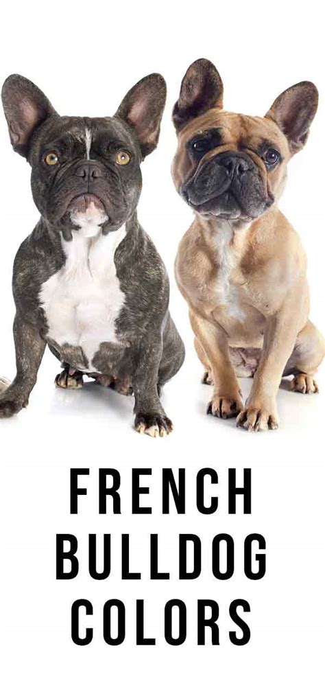 31 Top Pictures Frenchie French Bulldog Dna Color Chart : Understanding ...